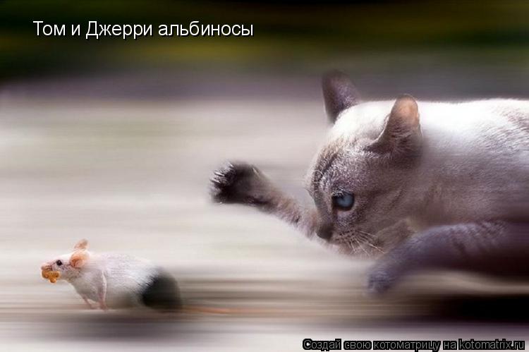 Котоматрица: Том и Джерри альбиносы