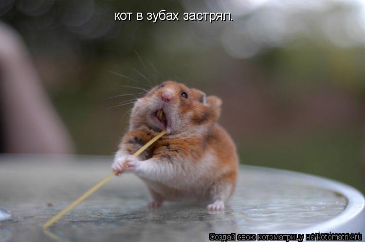 Котоматрица: кот в зубах застрял.