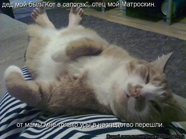 Котоматрица: дед мой был "Кот в сапогах", отец мой Матроскин. от мамы мне только усы в наследство перешли.