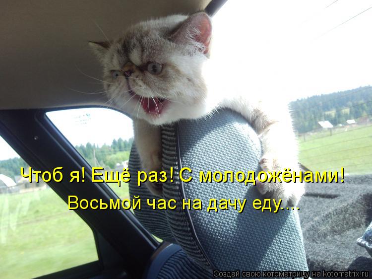 Чтоб я! Ещё раз! С молодожёнами! Восьмой час на дачу еду....... Котоматрица: Чтоб я! Ещё раз! С молодожёнами! Восьмой час на дачу еду....
