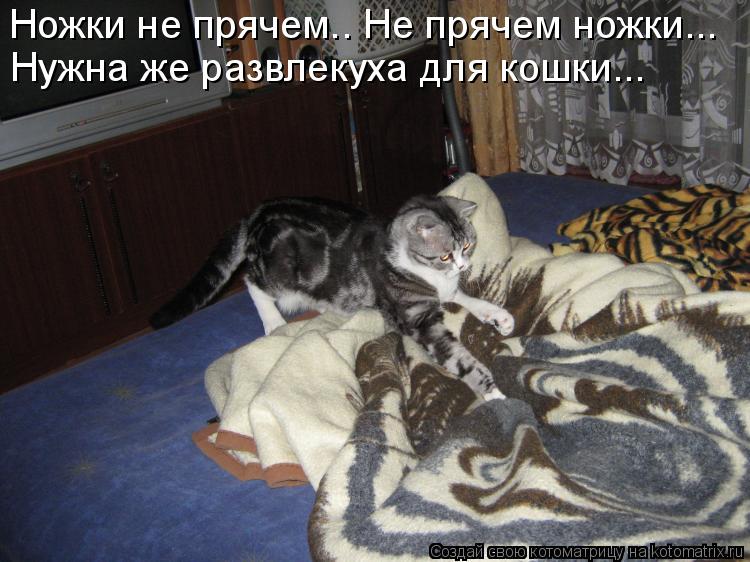 Ножки не прячем.. Не прячем ножки... Нужна же развлекуха для кошки...... Котоматрица: Ножки не прячем.. Не прячем ножки... Нужна же развлекуха для кошки...