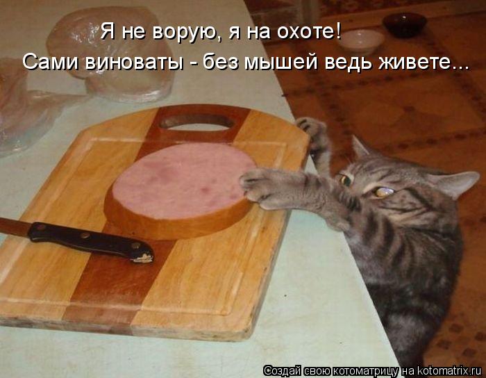 Сами виноваты - без мышей ведь живете... Я не ворую, я на охоте!... Котоматрица: Сами виноваты - без мышей ведь живете... Я не ворую, я на охоте!