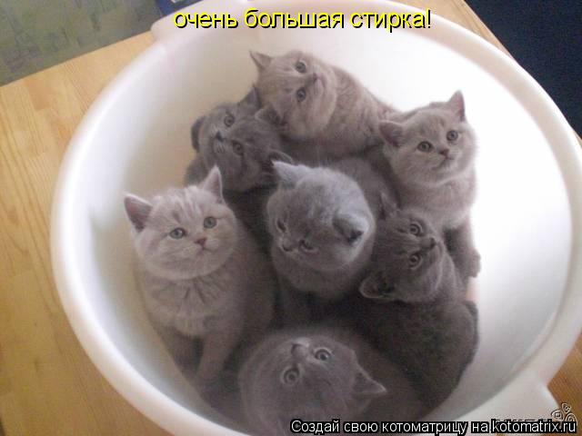 очень большая стирка!... Котоматрица: очень большая стирка!