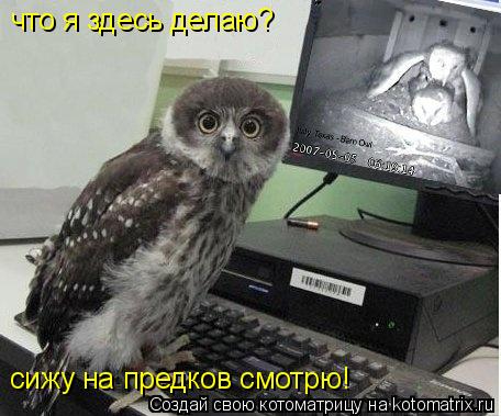 что я здесь делаю? сижу на предков смотрю!... Котоматрица: что я здесь делаю? сижу на предков смотрю!