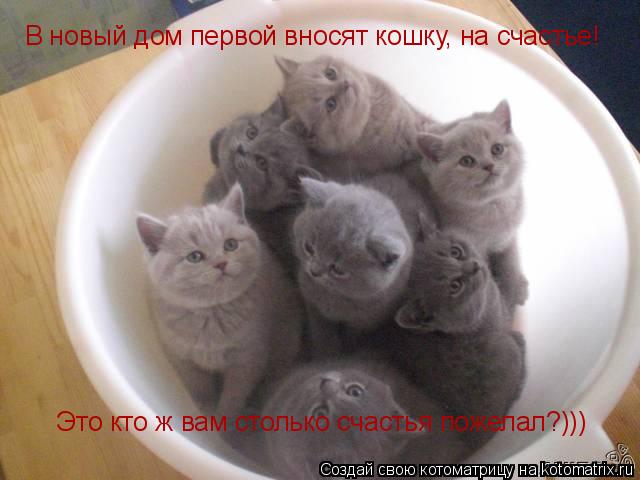 В новый дом первой вносят кошку, на счастье! Это кто ж вам столько счастья пожелал?)))... Котоматрица: В новый дом первой вносят кошку, на счастье! Это кто ж вам столько счастья пожелал?)))