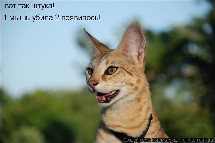 вот так штука! 1 мышь убила 2 появилось!... Котоматрица: вот так штука! 1 мышь убила 2 появилось!