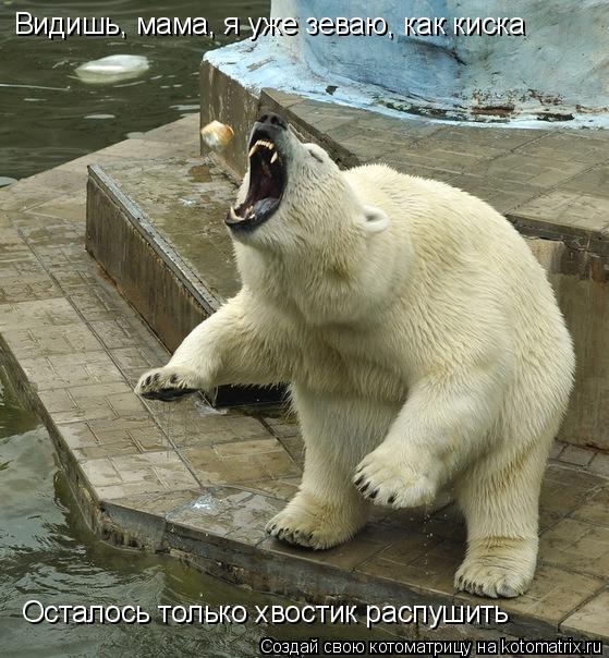 Видишь, мама, я уже зеваю, как киска Осталось только хвостик распушить... Котоматрица: Видишь, мама, я уже зеваю, как киска Осталось только хвостик распушить
