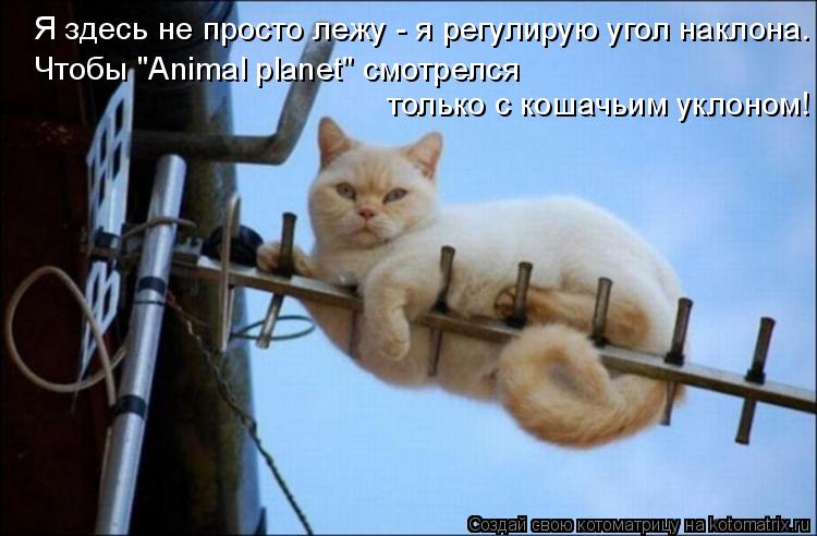 Котоматрица: Я здесь не просто лежу - я регулирую угол наклона. Чтобы "Аnimal planet" смотрелся  только с кошачьим уклоном!