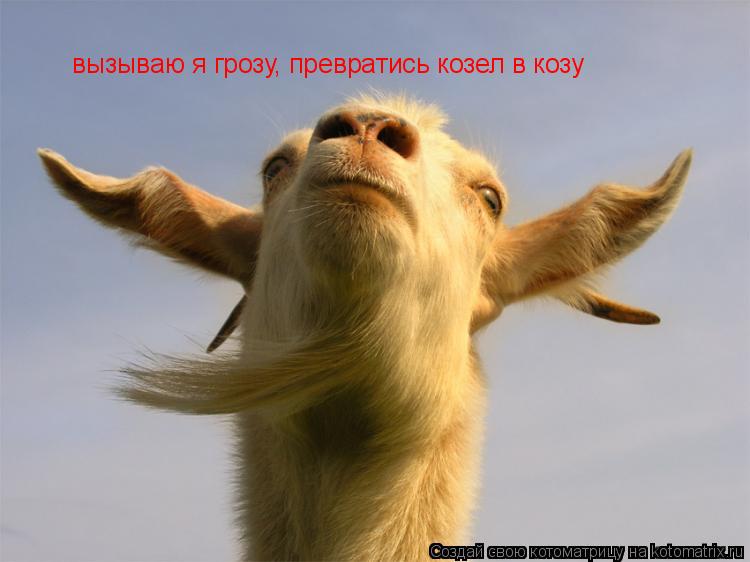 Котоматрица: вызываю я грозу, превратись козел в козу