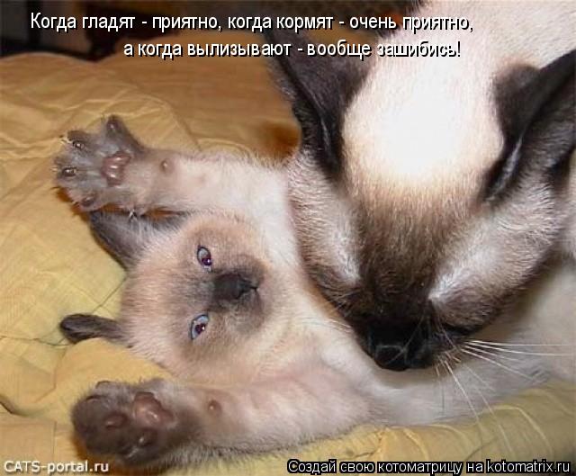 Котоматрица: Когда гладят - приятно, когда кормят - очень приятно,   а когда вылизывают - вообще зашибись!