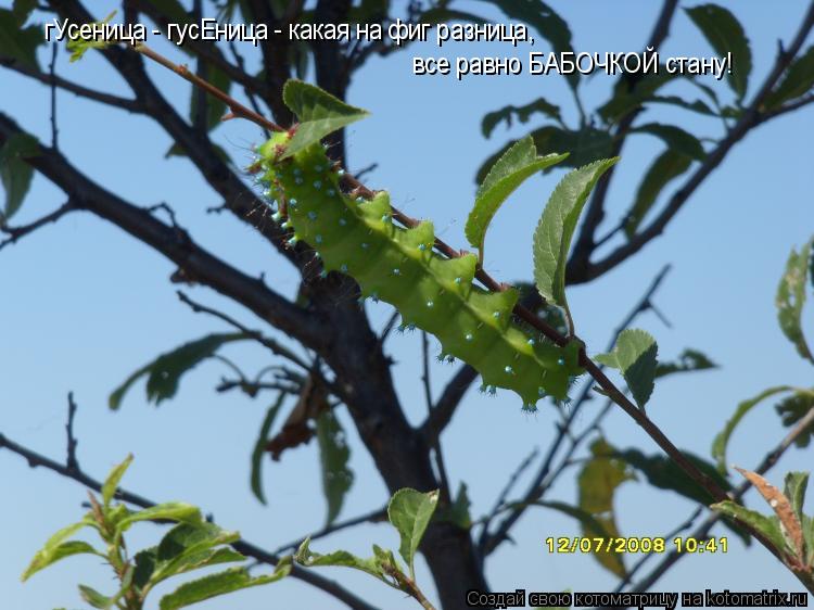 Котоматрица: гУсеница - гусЕница - какая на фиг разница,  все равно БАБОЧКОЙ стану!