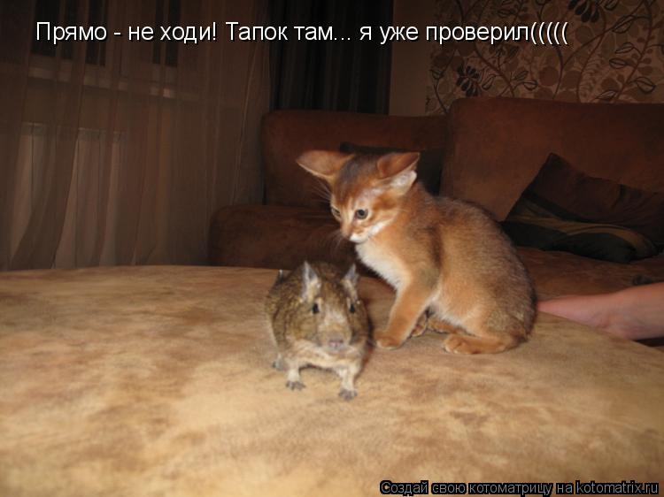 Котоматрица: Прямо - не ходи! Тапок там... я уже проверил(((((