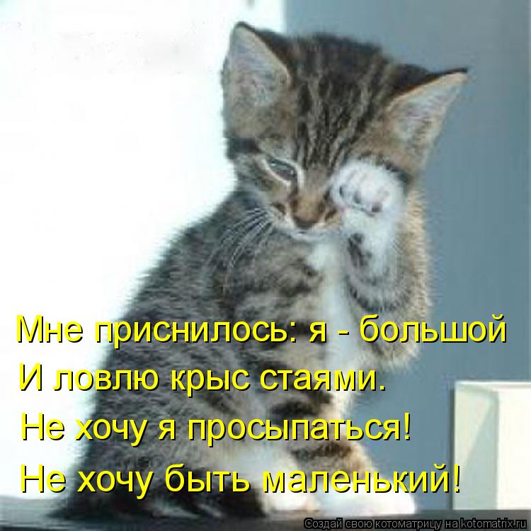 Мне приснилось: я - большой И ловлю крыс стаями. Не хочу я просыпаться! Не хочу быть маленький!... Котоматрица: Мне приснилось: я - большой И ловлю крыс стаями. Не хочу я просыпаться! Не хочу быть маленький!