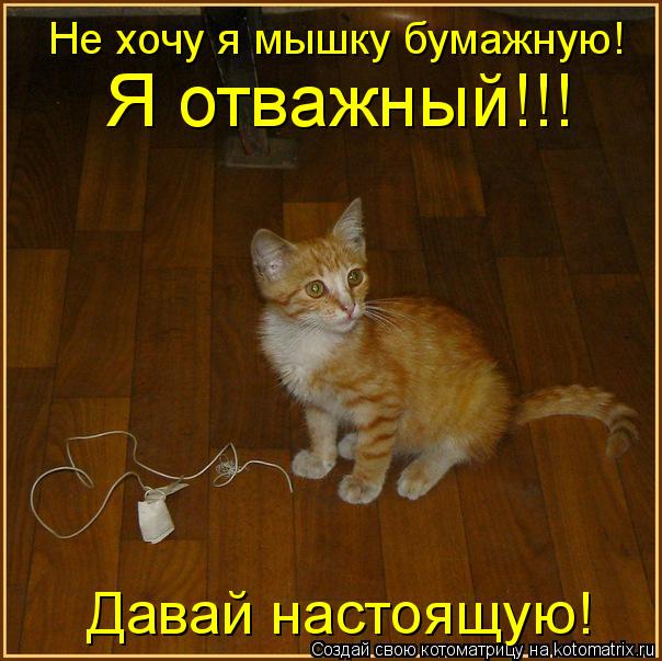 Котоматрица: Не хочу я мышку бумажную! Я отважный!!! Давай настоящую!
