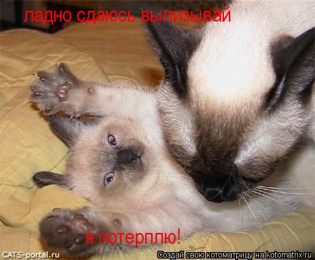 Котоматрица: ладно сдаюсь вылизывай я потерплю!
