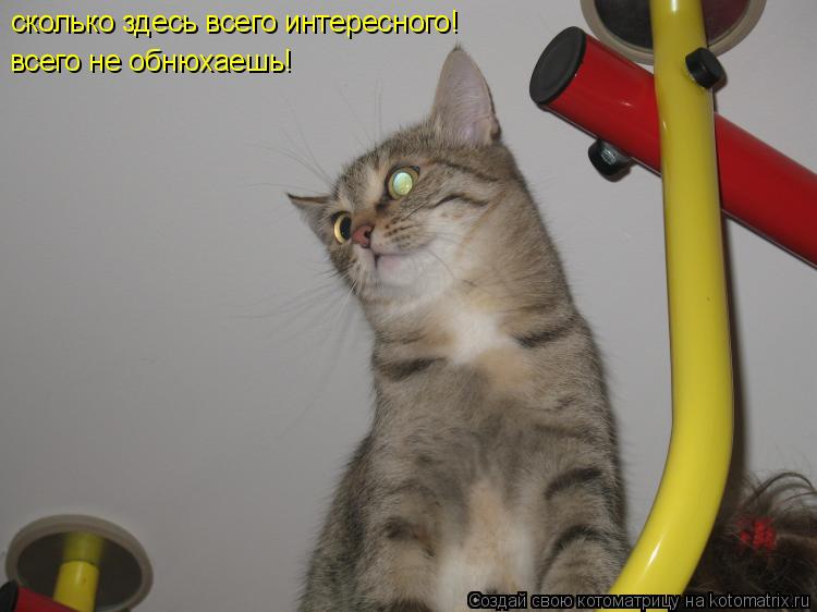 сколько здесь всего интересного! всего не обнюхаешь!... Котоматрица: сколько здесь всего интересного! всего не обнюхаешь!