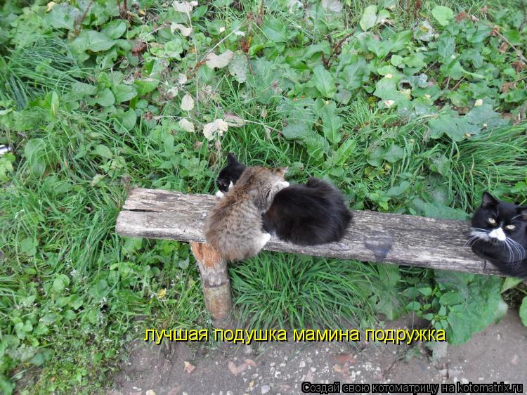 лучшая подушка мамина подружка... Котоматрица: лучшая подушка мамина подружка