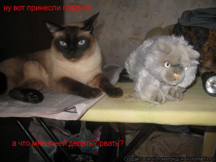 ну вот принесли подругу! а что мне с ней делать? рвать?... Котоматрица: ну вот принесли подругу! а что мне с ней делать? рвать?