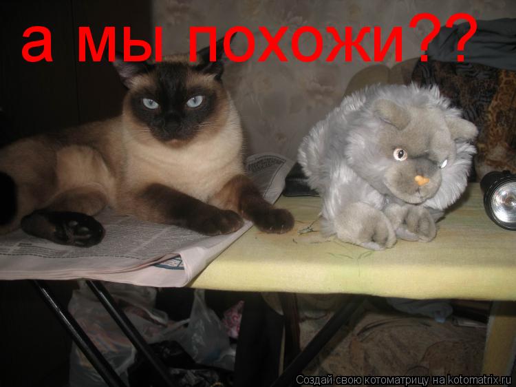 а мы похожи??... Котоматрица: а мы похожи??