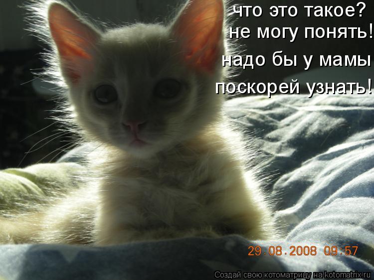 что это такое? не могу понять! надо бы у мамы поскорей узнать!... Котоматрица: что это такое? не могу понять! надо бы у мамы поскорей узнать!