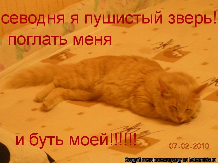 севодня я пушистый зверь!! поглать меня и буть моей!!!!!!... Котоматрица: севодня я пушистый зверь!! поглать меня и буть моей!!!!!!
