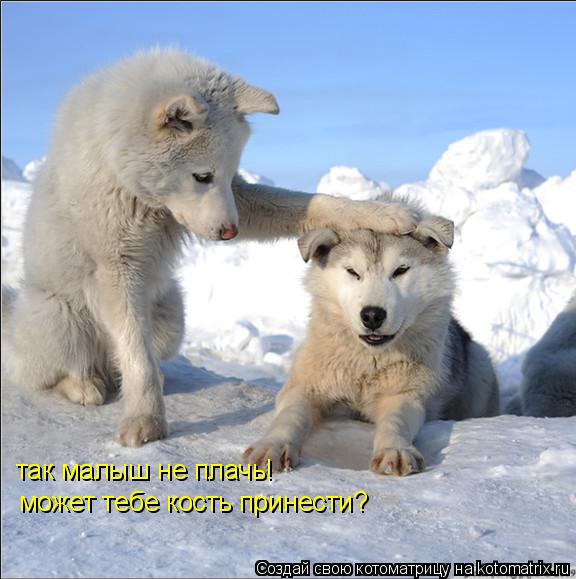 так малыш не плачь! может тебе кость принести?... Котоматрица: так малыш не плачь! может тебе кость принести?