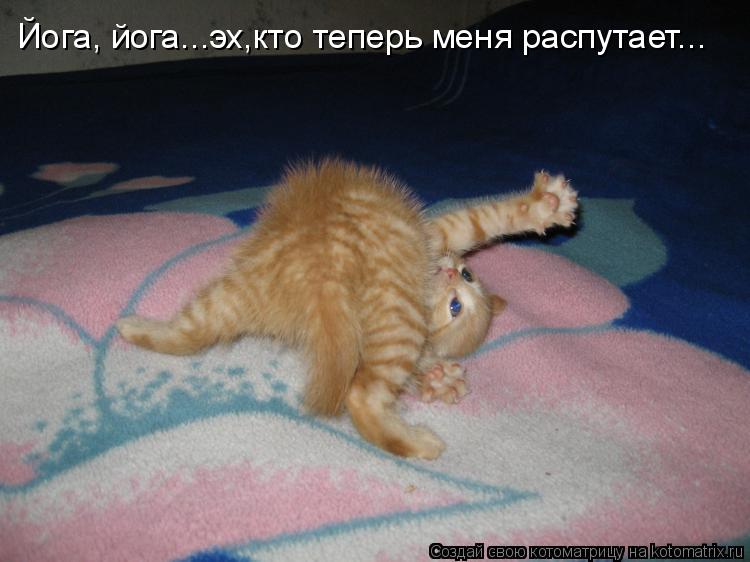 Йога, йога...эх,кто теперь меня распутает...... Котоматрица: Йога, йога...эх,кто теперь меня распутает...