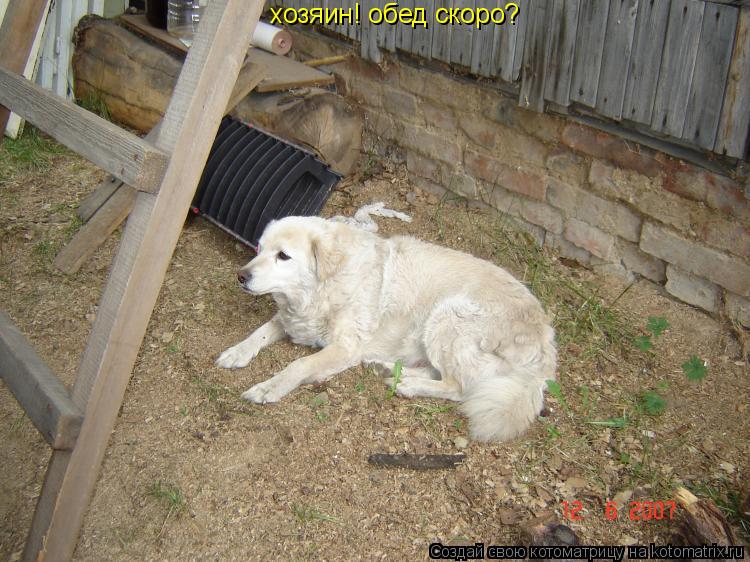 хозяин! обед скоро?... Котоматрица: хозяин! обед скоро?