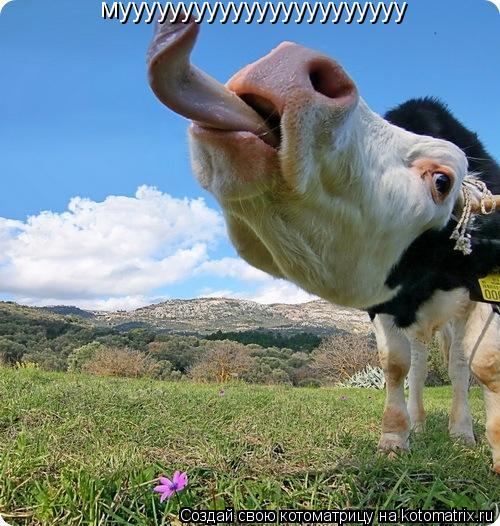 мууууууууууууууууууууууу... Котоматрица: мууууууууууууууууууууууу