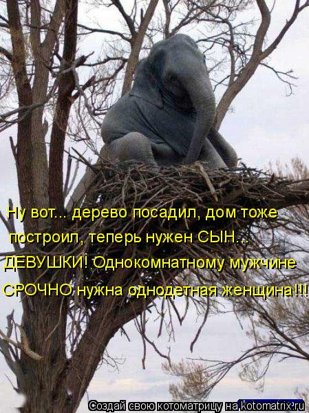 построил, теперь нужен СЫН... ДЕВУШКИ! Однокомнатному мужчине СРОЧНО нужна однодетная женщина!!! Ну в... Котоматрица: построил, теперь нужен СЫН... ДЕВУШКИ! Однокомнатному мужчине СРОЧНО нужна однодетная женщина!!! Ну вот... дерево посадил, дом тоже