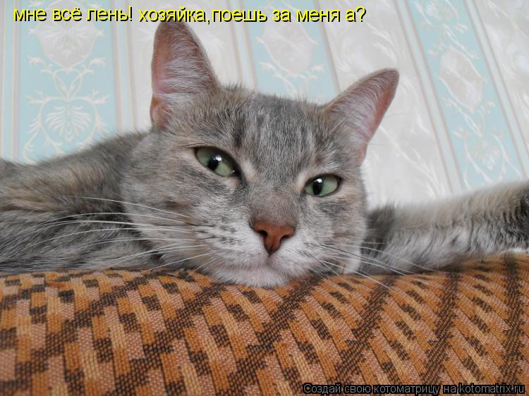 мне всё лень! хозяйка,поешь за меня а?... Котоматрица: мне всё лень! хозяйка,поешь за меня а?