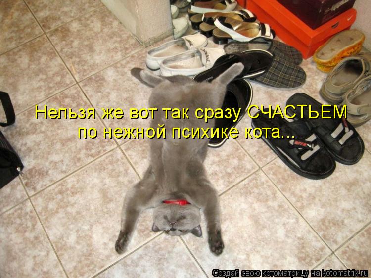Нельзя же вот так сразу СЧАСТЬЕМ по нежной психике кота...... Котоматрица: Нельзя же вот так сразу СЧАСТЬЕМ по нежной психике кота...