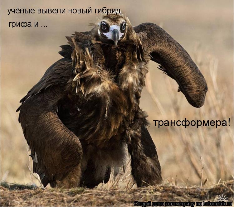 учёные вывели новый гибрид грифа и ... трансформера!... Котоматрица: учёные вывели новый гибрид грифа и ... трансформера!