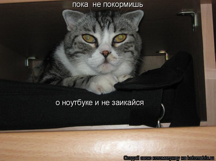 пока не покормишь о ноутбуке и не заикайся... Котоматрица: пока не покормишь о ноутбуке и не заикайся