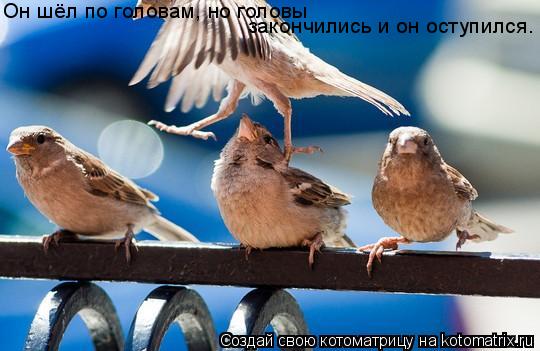 Он шёл по головам, но головы закончились и он оступился.... Котоматрица: Он шёл по головам, но головы закончились и он оступился.