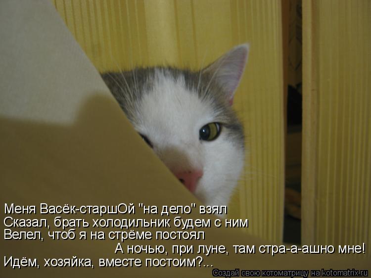 Котоматрица: Идём, хозяйка, вместе постоим?... Меня Васёк-старшОй "на дело" взял Сказал, брать холодильник будем с ним Велел, чтоб я на стрёме постоял А ночь