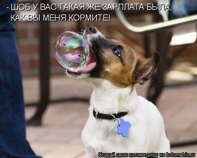 - ШОБ У ВАС ТАКАЯ ЖЕ ЗАРПЛАТА БЫЛА, КАК ВЫ МЕНЯ КОРМИТЕ!... Котоматрица: - ШОБ У ВАС ТАКАЯ ЖЕ ЗАРПЛАТА БЫЛА, КАК ВЫ МЕНЯ КОРМИТЕ!