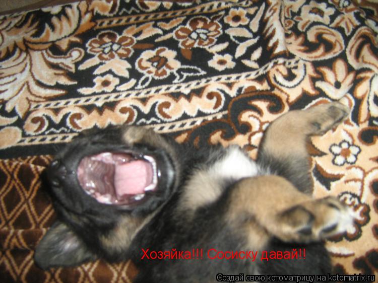 Хозяйка!!! Сосиску давай!!... Котоматрица: Хозяйка!!! Сосиску давай!!