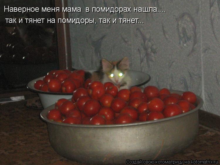 Наверное меня мама в помидорах нашла.... так и тянет на помидоры, так и тянет...... Котоматрица: Наверное меня мама в помидорах нашла.... так и тянет на помидоры, так и тянет...
