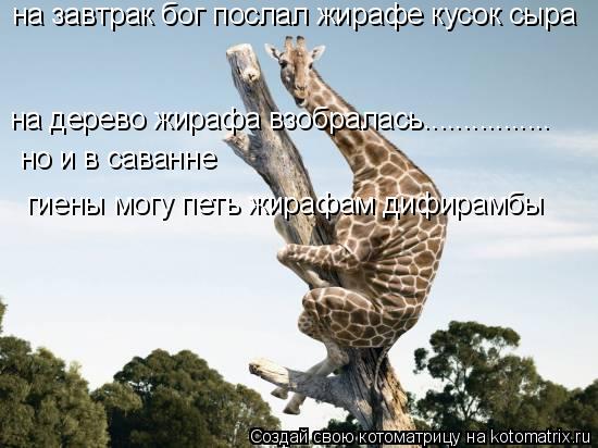 на завтрак бог послал жирафе кусок сыра на дерево жирафа взобралась................ но и в саванне ги... Котоматрица: на завтрак бог послал жирафе кусок сыра на дерево жирафа взобралась................ но и в саванне гиены могу петь жирафам дифирамбы