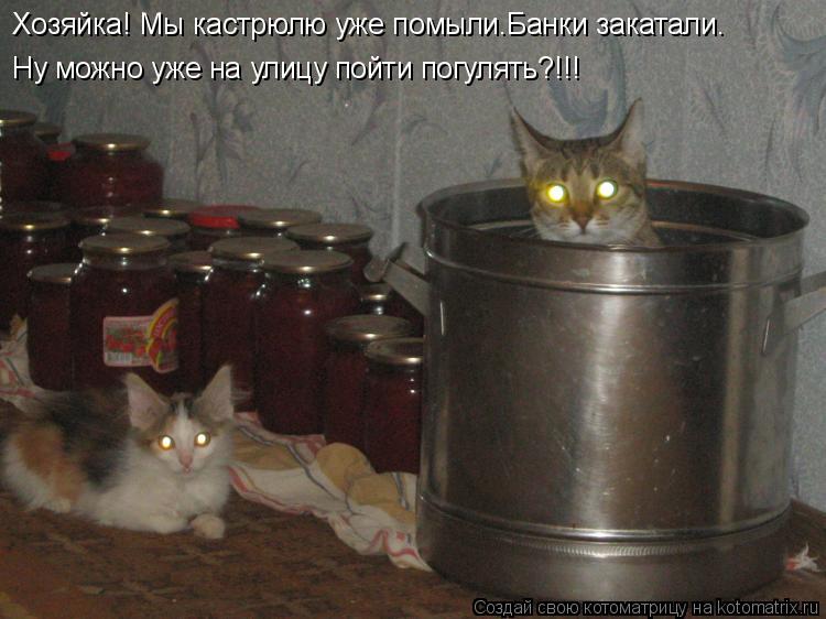 Хозяйка! Мы кастрюлю уже помыли.Банки закатали. Ну можно уже на улицу пойти погулять?!!!... Котоматрица: Хозяйка! Мы кастрюлю уже помыли.Банки закатали. Ну можно уже на улицу пойти погулять?!!!