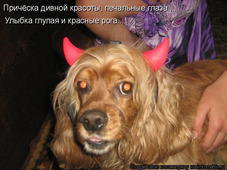 Причёска дивной красоты, печальные глаза.... Улыбка глупая и красные рога....... Котоматрица: Причёска дивной красоты, печальные глаза.... Улыбка глупая и красные рога....