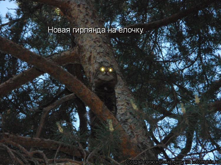 Новая гирлянда на ёлочку.... Котоматрица: Новая гирлянда на ёлочку.