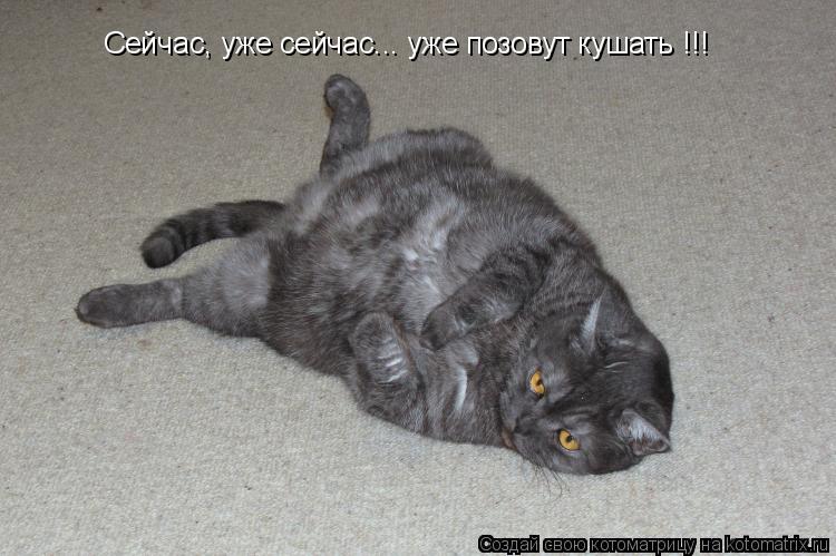 Сейчас, уже сейчас... уже позовут кушать !!!... Котоматрица: Сейчас, уже сейчас... уже позовут кушать !!!
