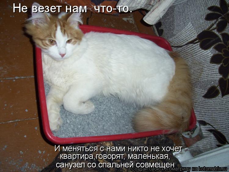 Не везет нам что-то. И меняться с нами никто не хочет - квартира,говорят, маленькая, санузел со спал... Котоматрица: Не везет нам что-то. И меняться с нами никто не хочет - квартира,говорят, маленькая, санузел со спальней совмещен санузел со спальней совмещ
