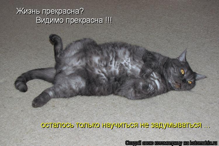 Жизнь прекрасна? Видимо прекрасна !!! осталось только научиться не задумываться ...... Котоматрица: Жизнь прекрасна? Видимо прекрасна !!! осталось только научиться не задумываться ...