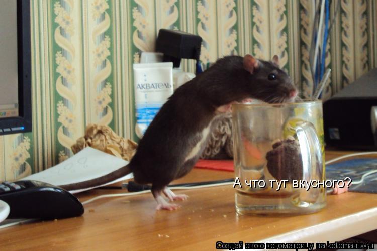 А что тут вкусного?... Котоматрица: А что тут вкусного?