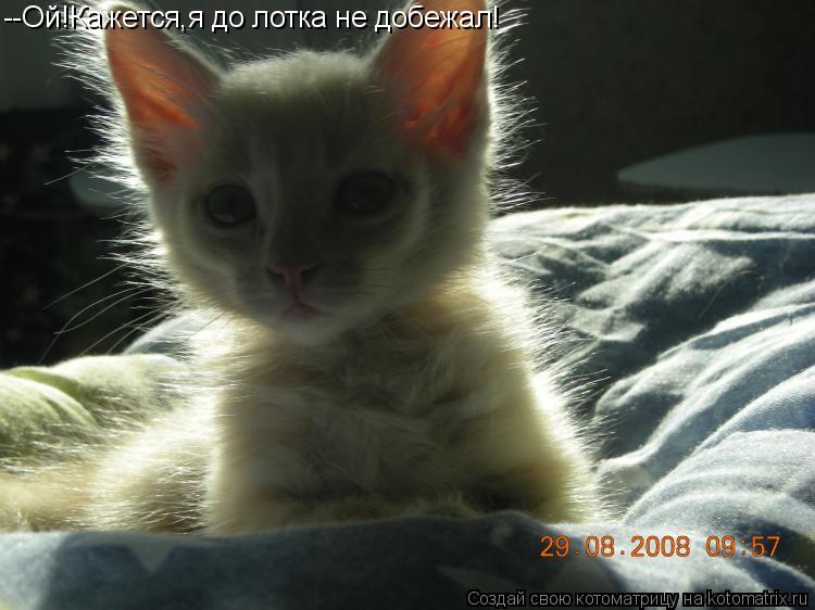 --Ой!Кажется,я до лотка не добежал!... Котоматрица: --Ой!Кажется,я до лотка не добежал!