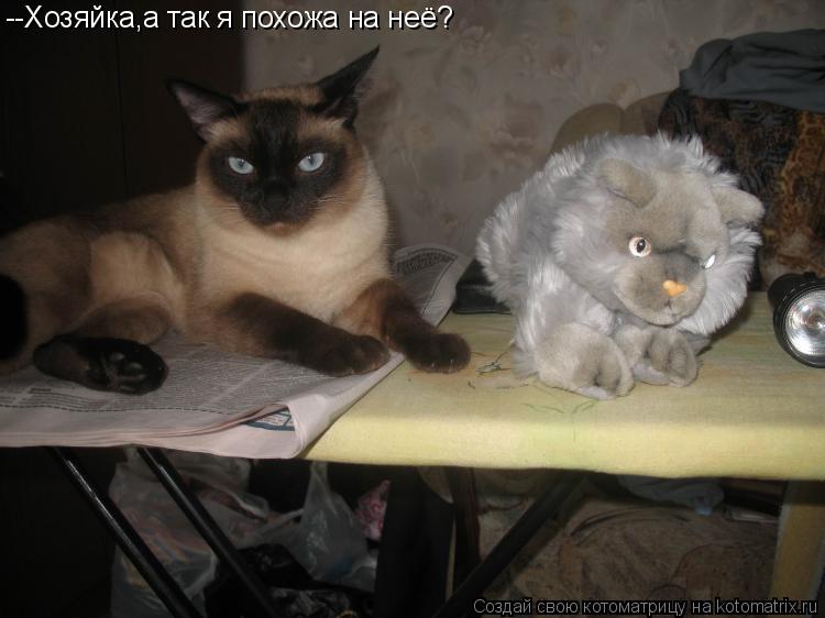 --Хозяйка,а так я похожа на неё?... Котоматрица: --Хозяйка,а так я похожа на неё?