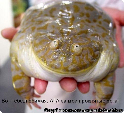 Вот тебе,любимая, АГА за мои проклятые рога!... Котоматрица: Вот тебе,любимая, АГА за мои проклятые рога!